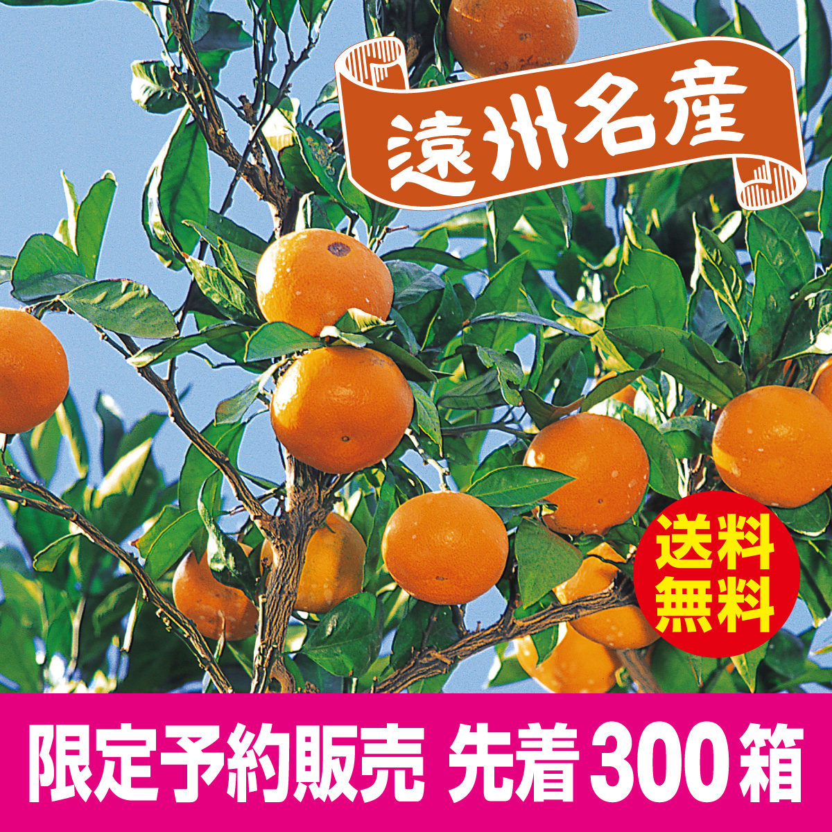 三ヶ日みかん（早生みかん）【11/10迄】