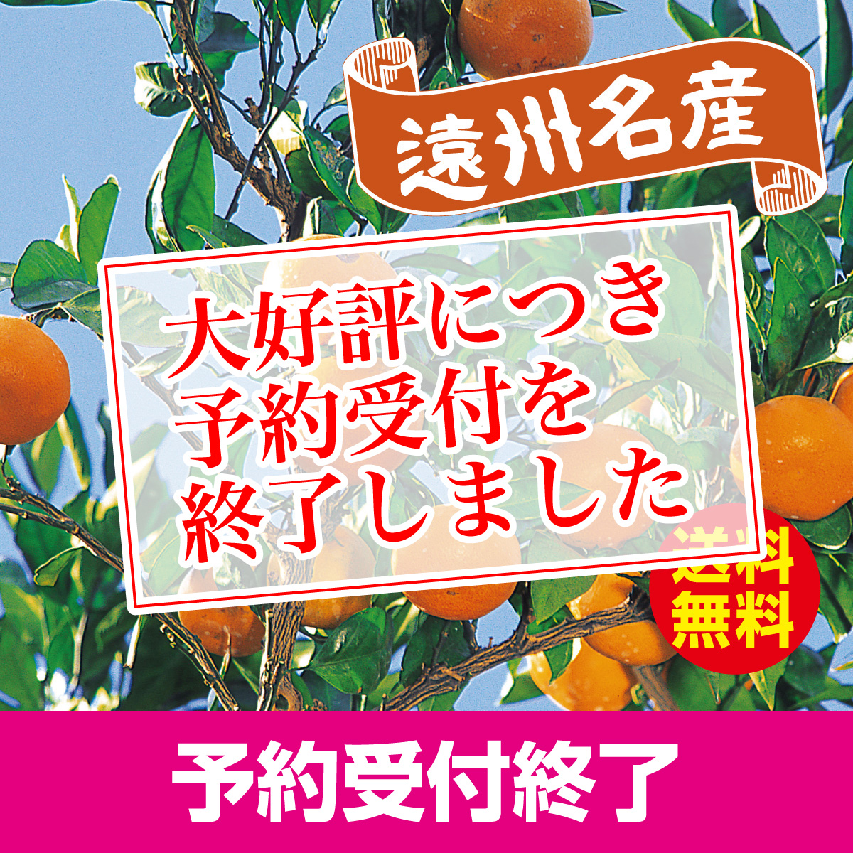 三ヶ日みかん(早生みかん)【予約受付終了】
